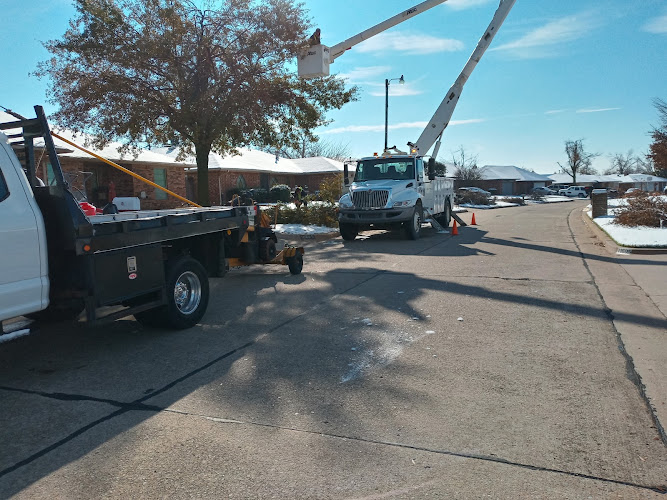 M & M Tree Services in Fort Worth