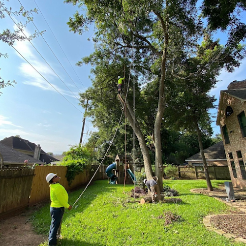Ram Bell Tree Service in Denton