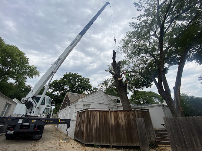 Treehugger Tree Service in Arlington
