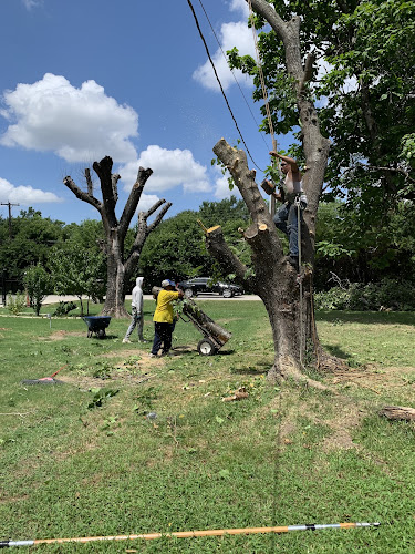Texas Treehouse Tree Service & Stump Grinding in Mesquite