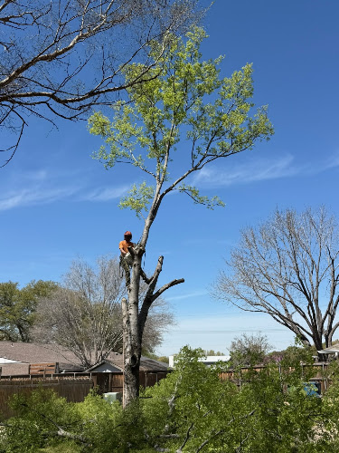 Texas Best Tree Co in Frisco
