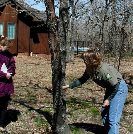 North Texas Tree Specialists in Argyle