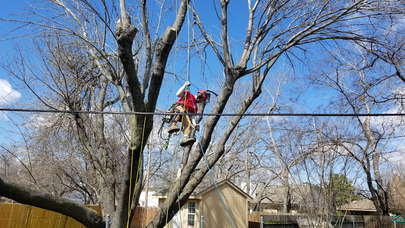 Paul Bunyan Tree Service in Grand Prairie