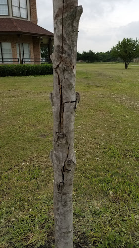 Nelly's Tree Co in Lancaster