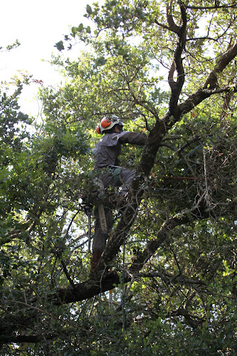 Moore Tree Care in Dallas