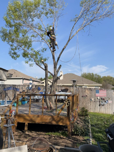 TTM Tree Service & Landscaping in Burleson