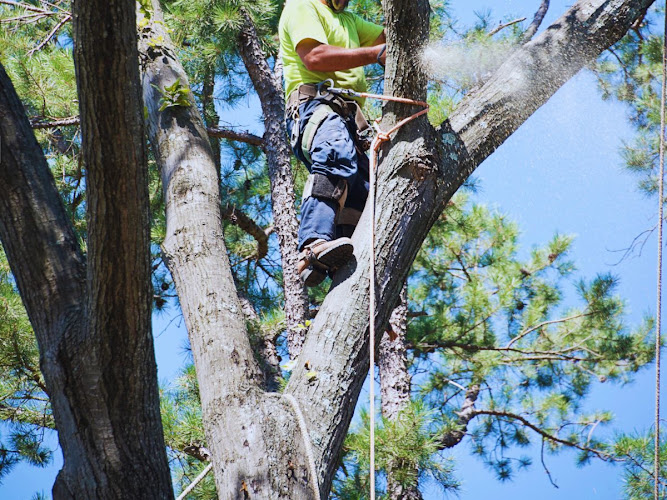 Tree Service Boss of Allen in Allen