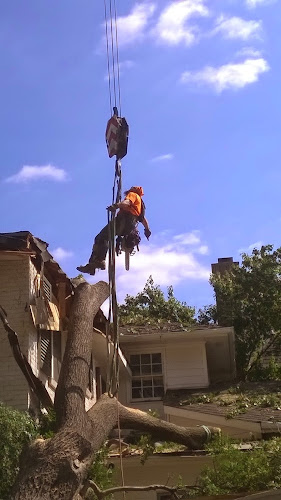 Arbor Pro Tree Care and Consulting Arborist in Waxahachie