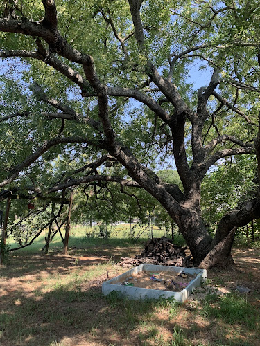Mission Tree Care in Fort Worth