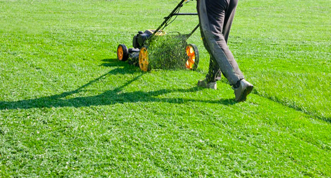 Lawn Care Dallas in Dallas