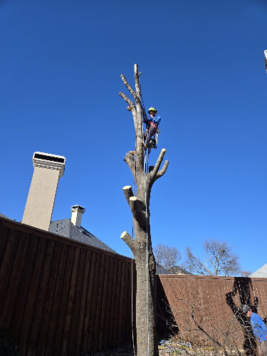 Almaraz Tree Services in Garland