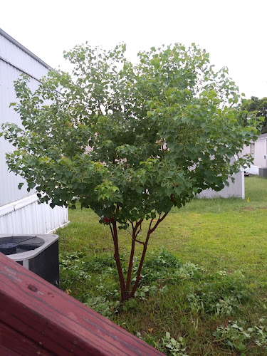 Garcia Lawn & Tree Works in Valley View