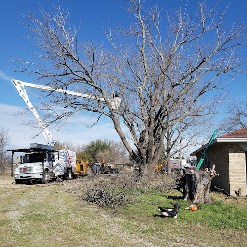 Parker Tree Service in Plano