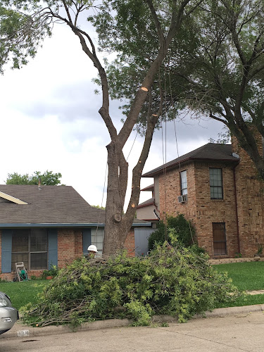 Walter’s Tree Service in Dallas