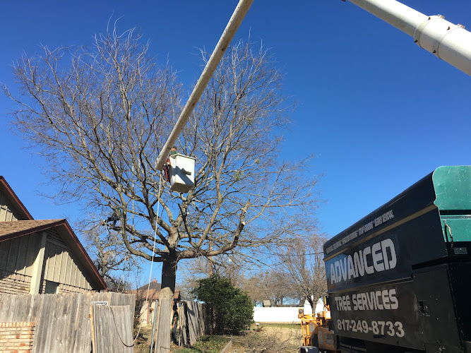 Advanced Tree Services in Burleson