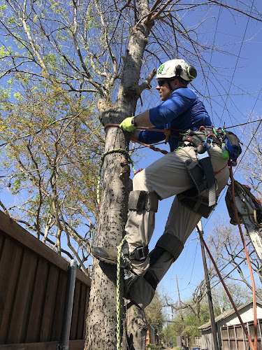 Roots To Canopy in Rockwall