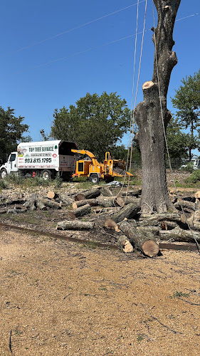 Top Tree Service in Sherman