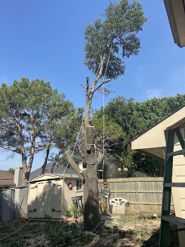 Tree Service in Arlington