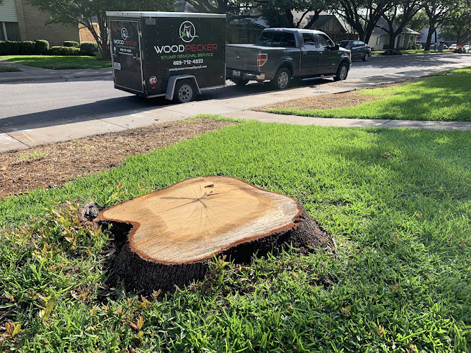 Woodpecker Stump Removal Service in McKinney