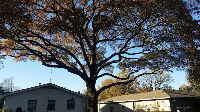 Liberty Tree Service in Waxahachie