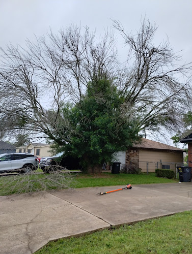 That guys tree service in Alvarado