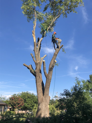 Walter’s Tree Service in Richardson