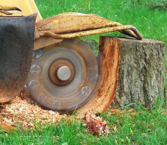NRH Tree Service & Stump Grinding in North Richland Hills