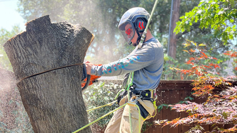 Dallas Tree Trimming and Removal Service in Dallas