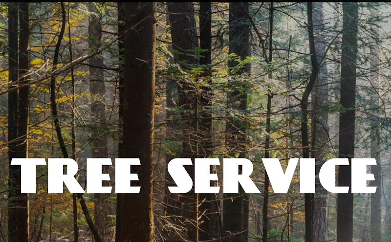 Tree Service Frisco . in Frisco