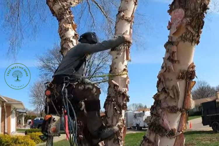 Tree Service Boss of McKinney in McKinney