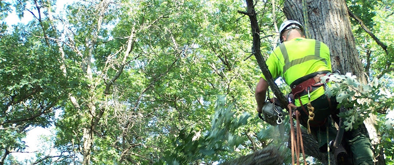 North Texas Trees in Wylie