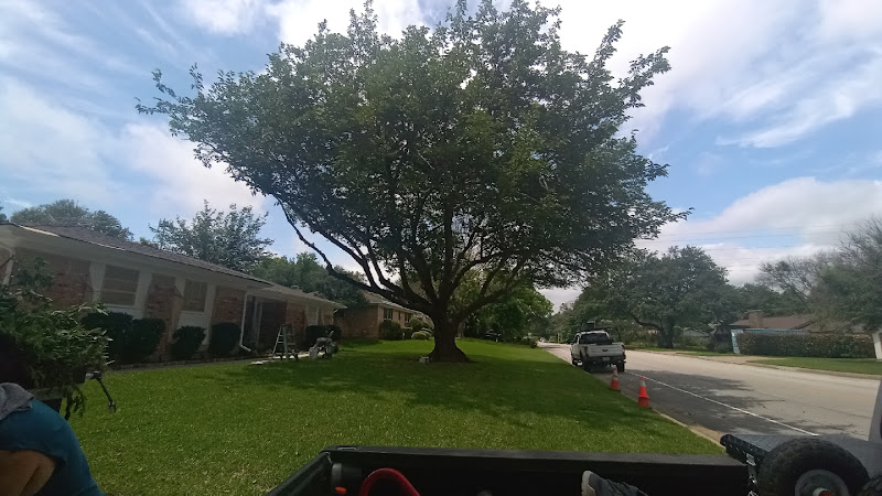 Alvarez Tree Service in Fort Worth