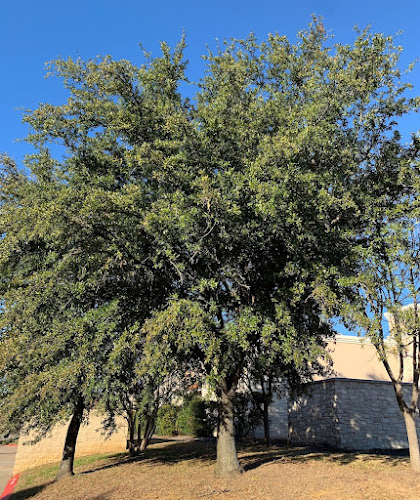 Southlake Tree Service & Stump Grinding in Southlake
