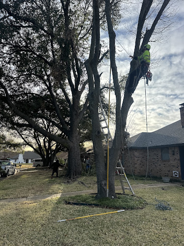 DFW Tree Guys in Fort Worth
