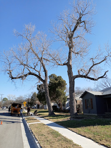 MDS Tree Service in Fort Worth