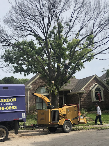 True Arbor Trees in Dallas