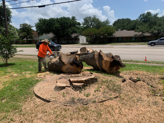 Dallas victoriano tree service in Wilmer