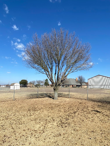 Elian's Tree Service in Kaufman