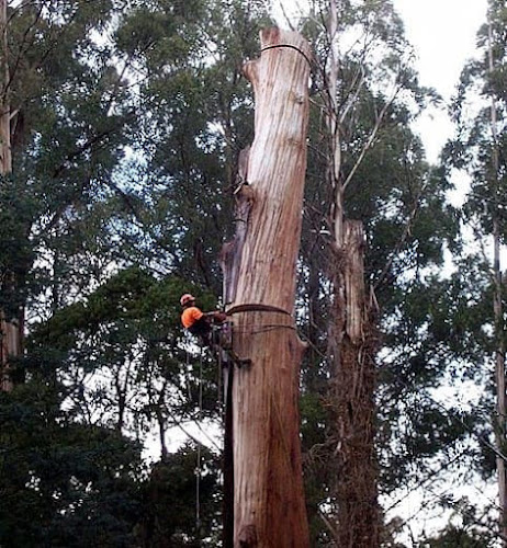 Tree Removal of Frisco in Frisco