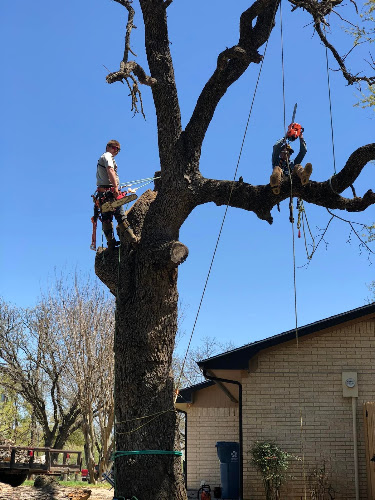 CT Tree Services LLC in Arlington