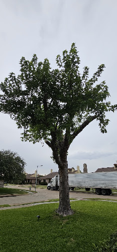 Experts Tree Service in Plano