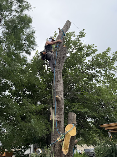 Andy’s tree service in Garland