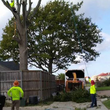 Smith Lawn and Tree in Richland Hills