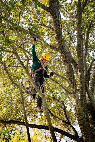 Johnny's Tree Service in Dallas