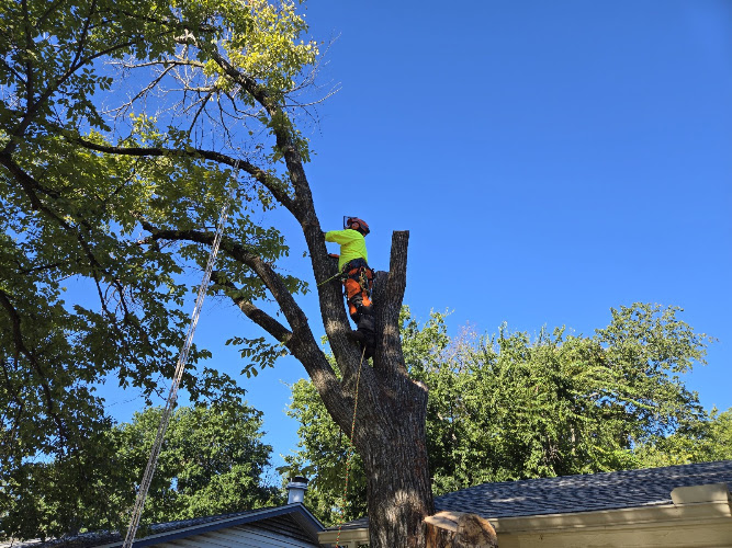 JS Tree Techs LLC in North Richland Hills