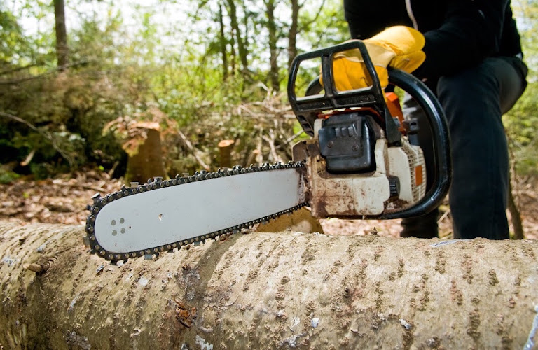 Mansfield Tree Service & Stump Grinding in Mansfield