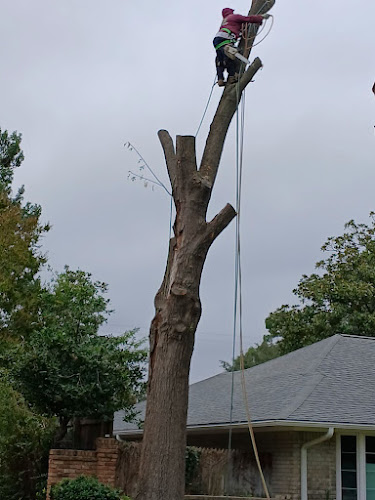 24/7 Tree Services in Irving