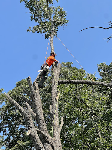NORTH TEXAS TREE EXPERTS in Denison