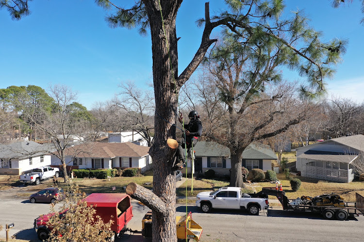 Clean Edge Tree Service & Removal, LLC in Denton