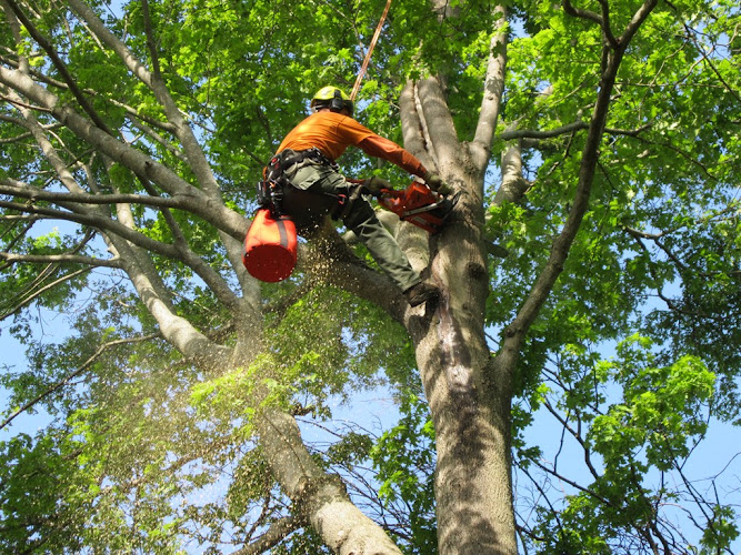 May Tree Service in Irving